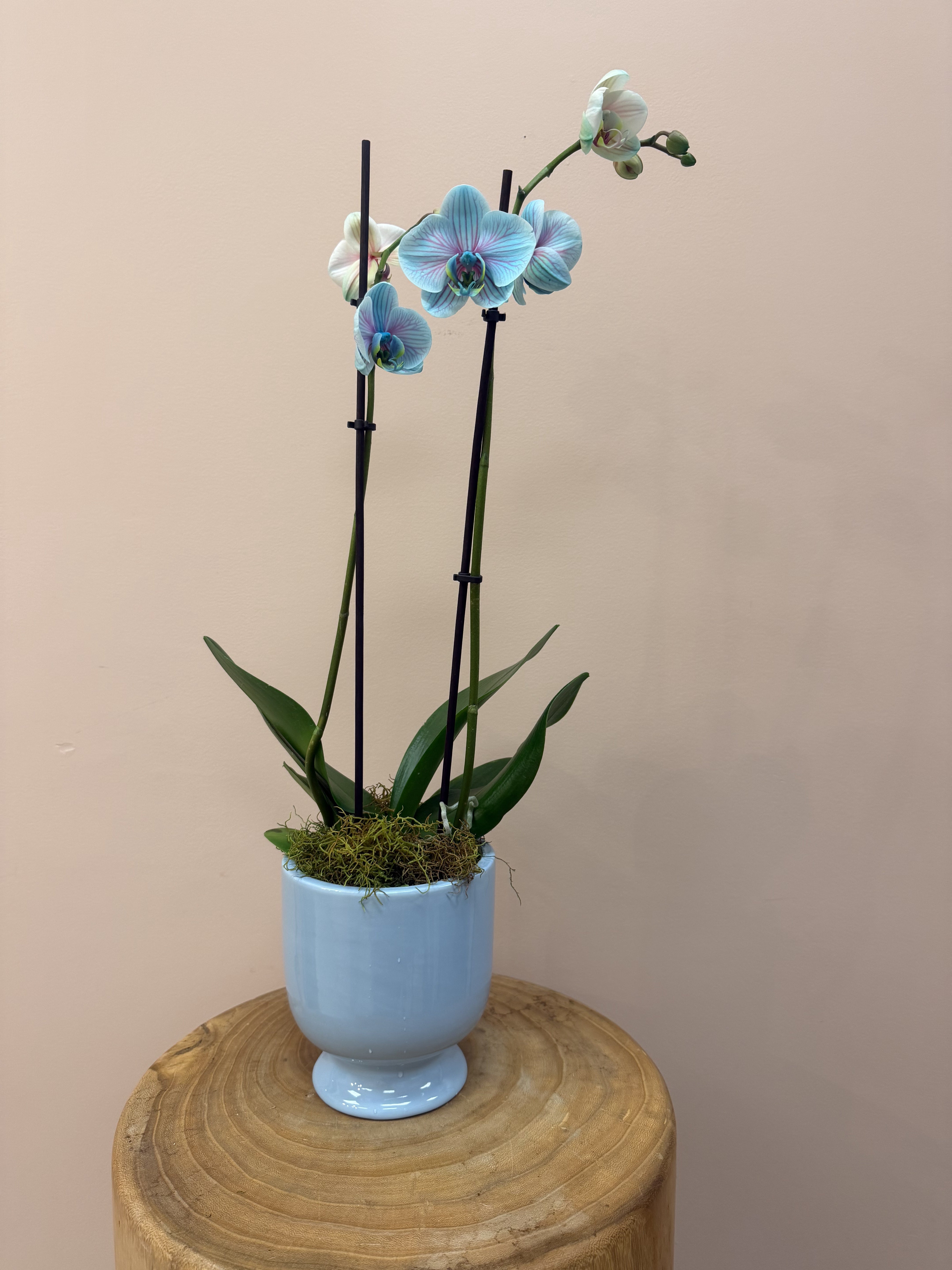 Bubblegum Orchid In Pot