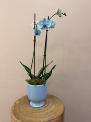 Bubblegum Orchid In Pot