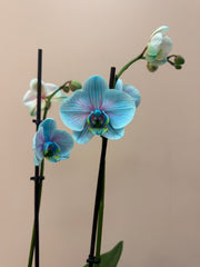 Bubblegum Orchid In Pot