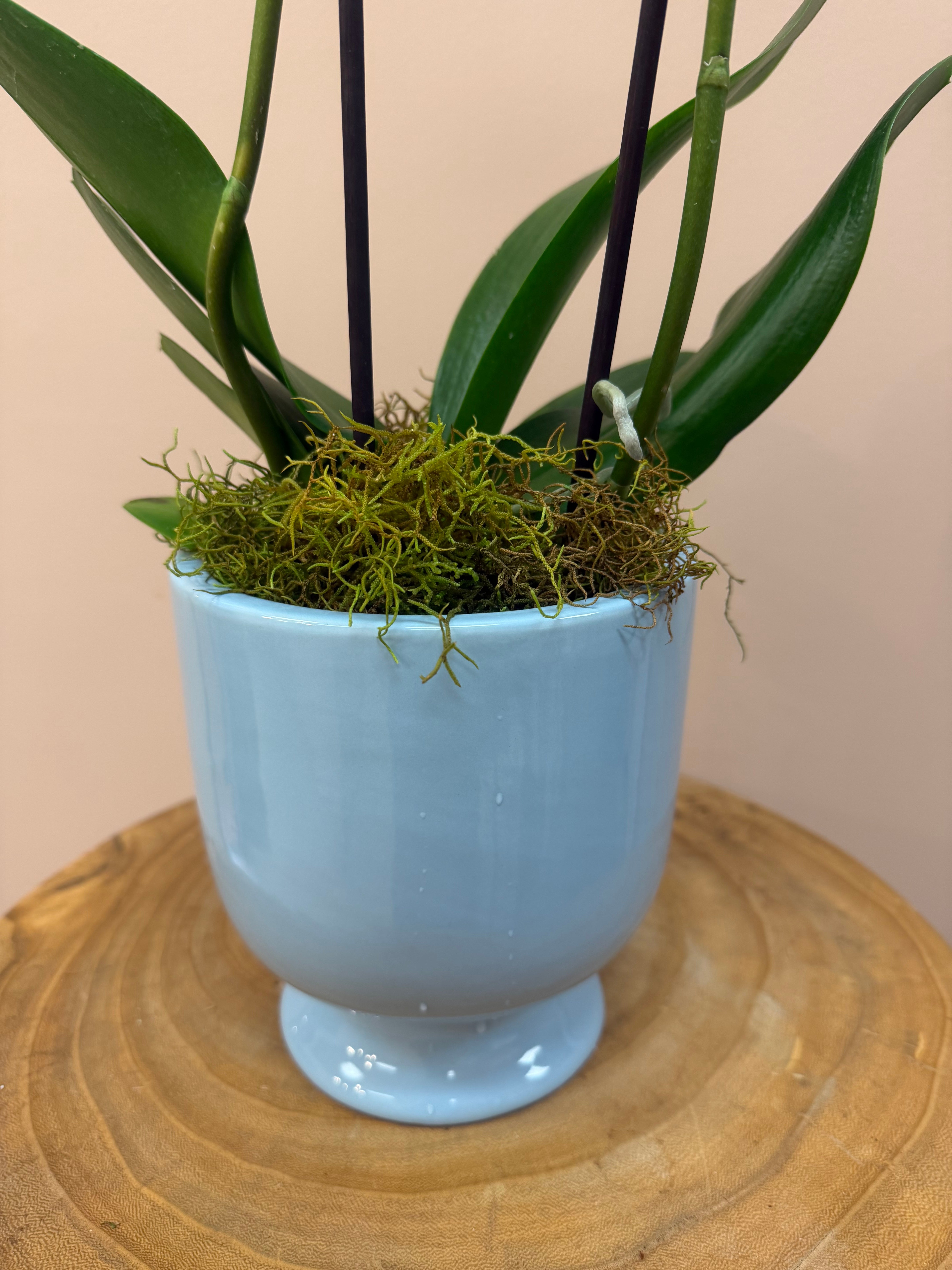 Bubblegum Orchid In Pot