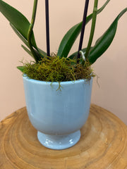 Bubblegum Orchid In Pot