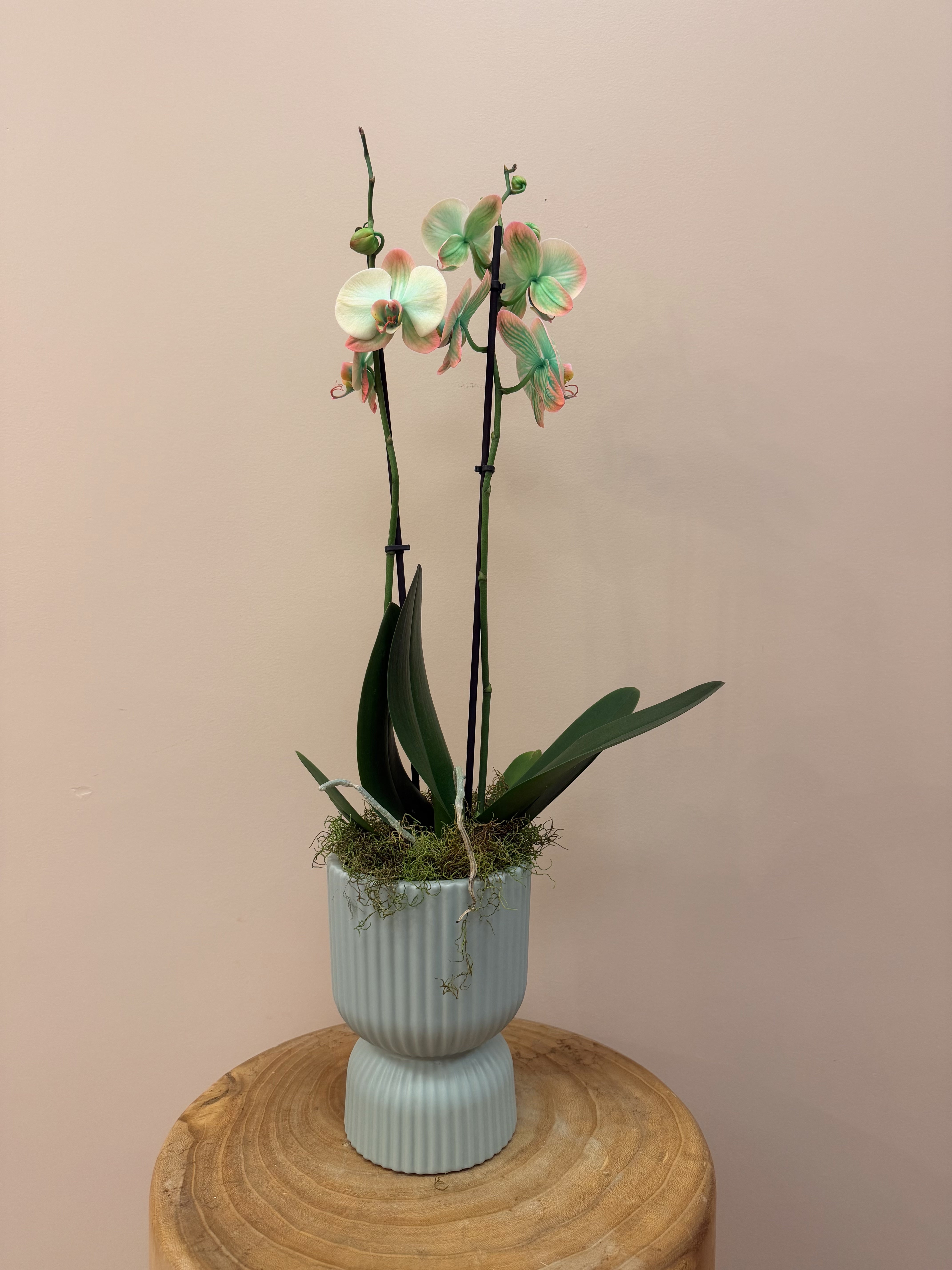 Tropicana Orchid In Pot