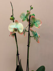 Tropicana Orchid In Pot