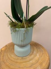 Tropicana Orchid In Pot