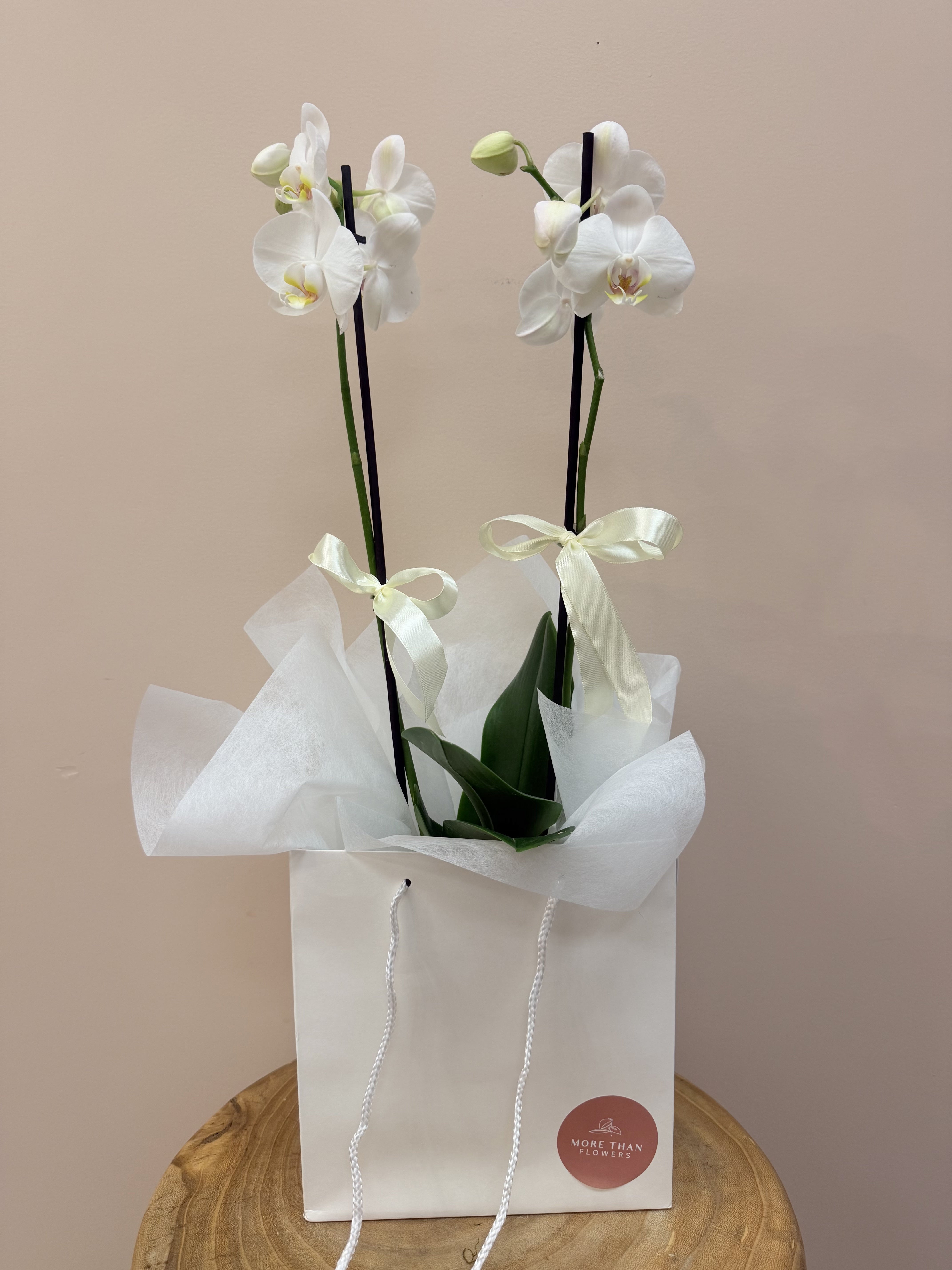 White Orchid in Gift Bag