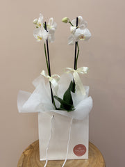 White Orchid in Gift Bag