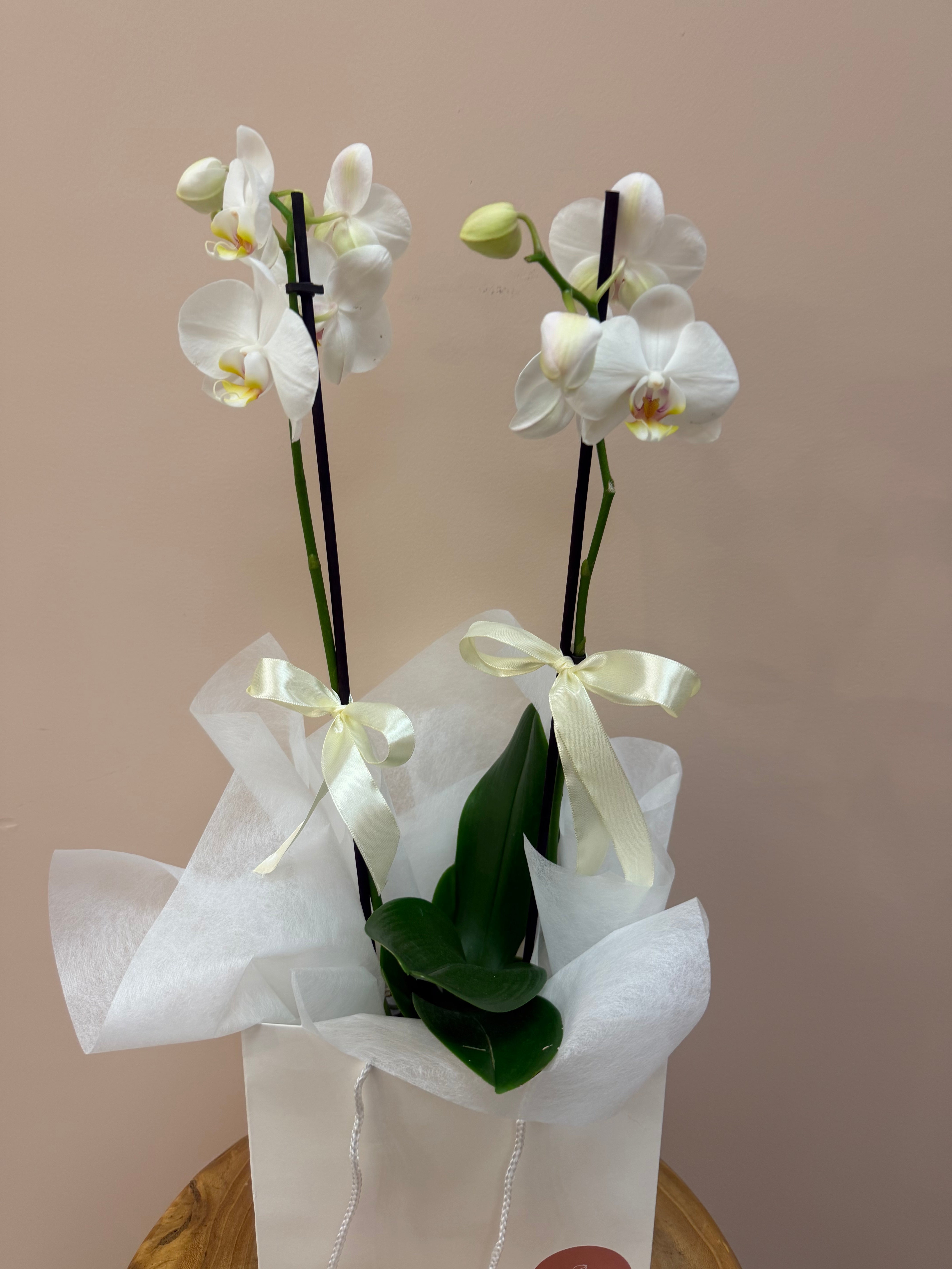White Orchid in Gift Bag