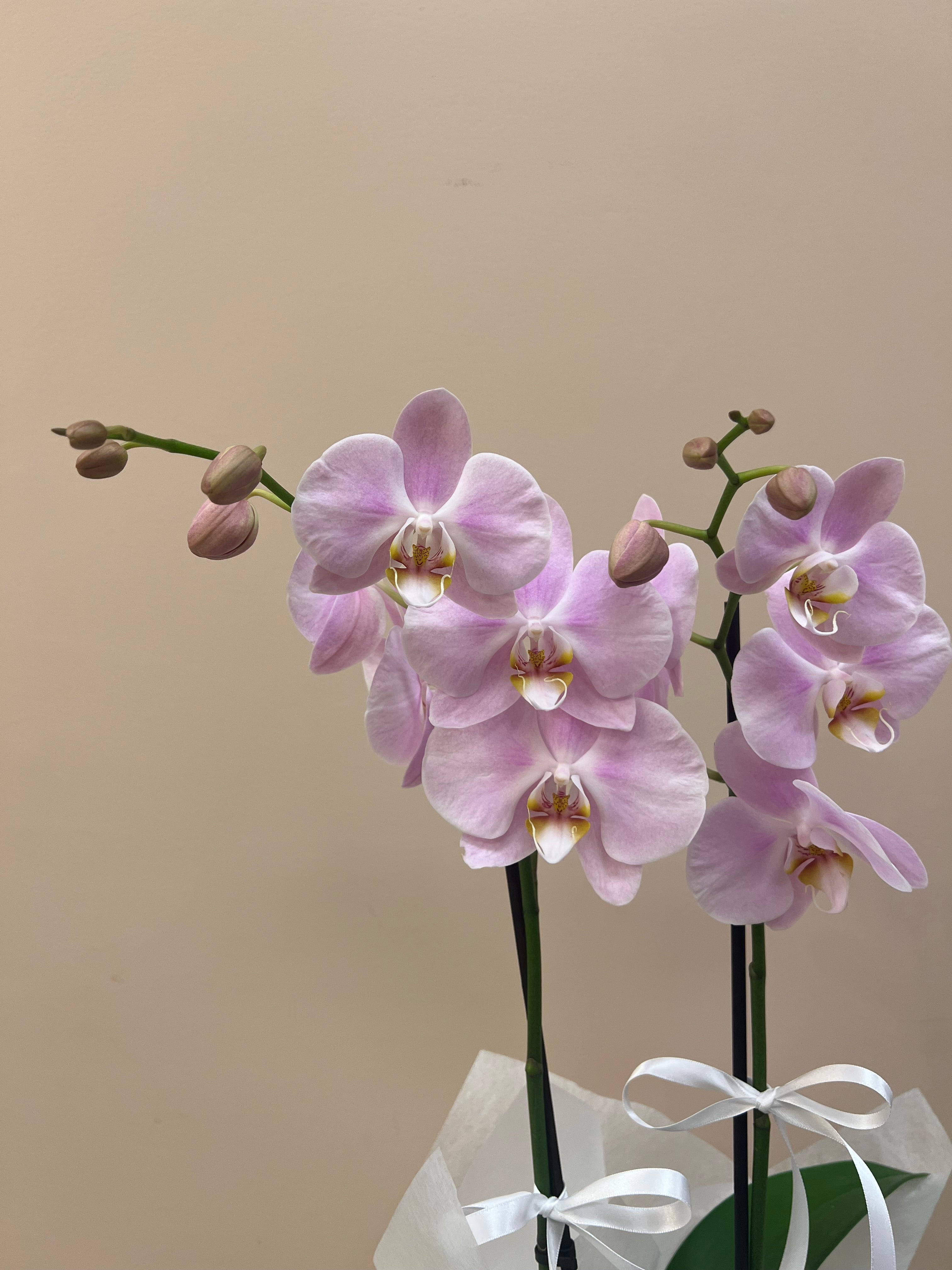 Blush Orchid in Gift Bag