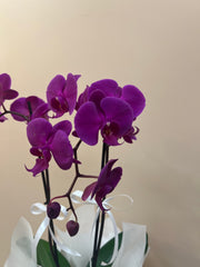 Purple Orchid in Gift Bag