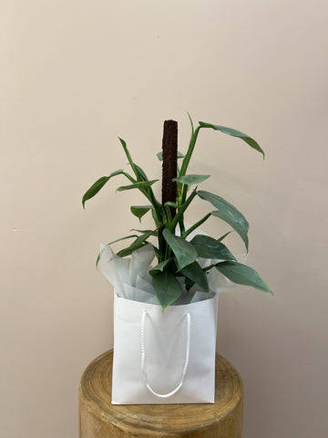 Philodendron Silver Arrow Plant in Gift Bag