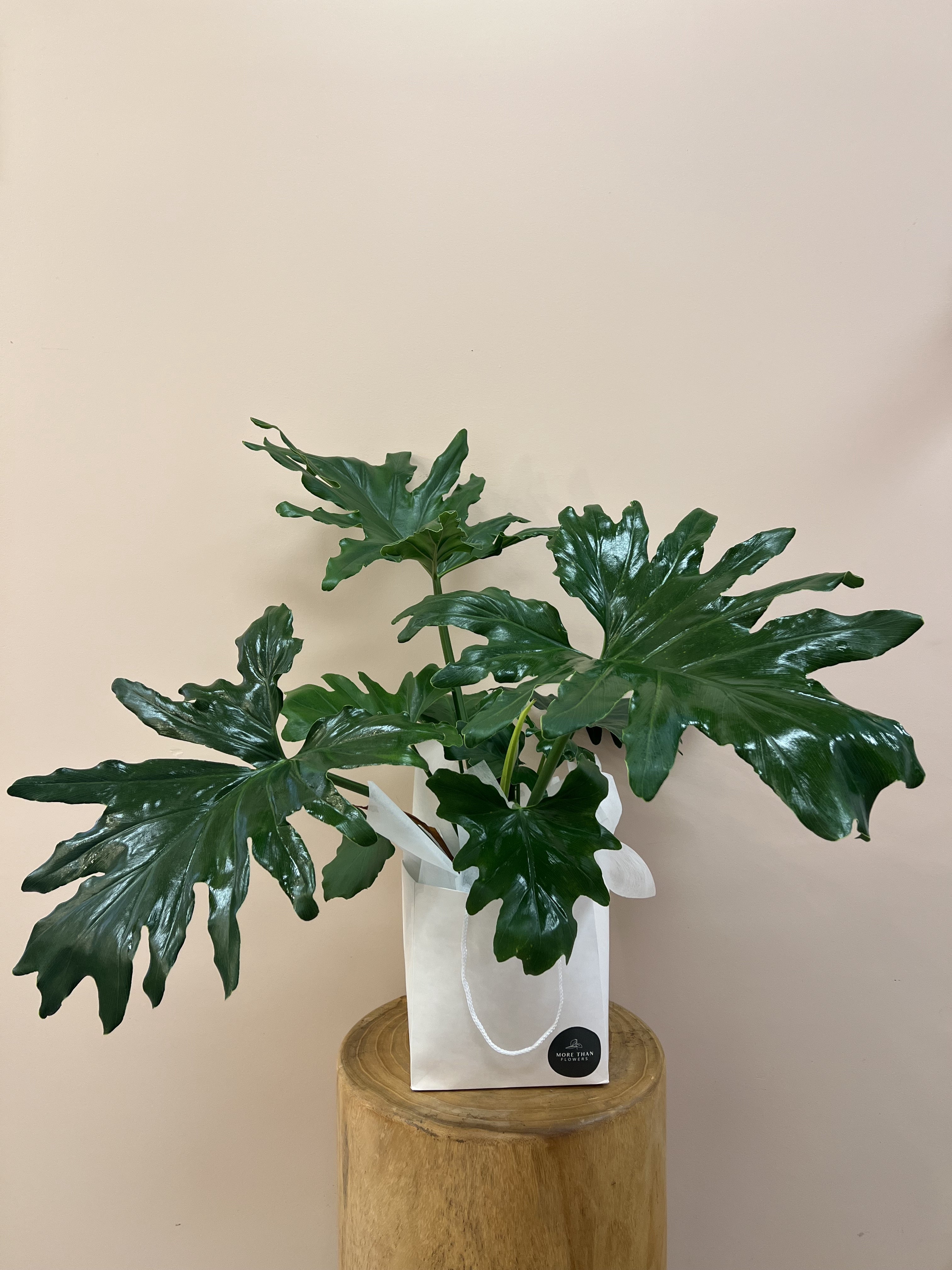 Philodendron Selloum Plant in Gift Bag