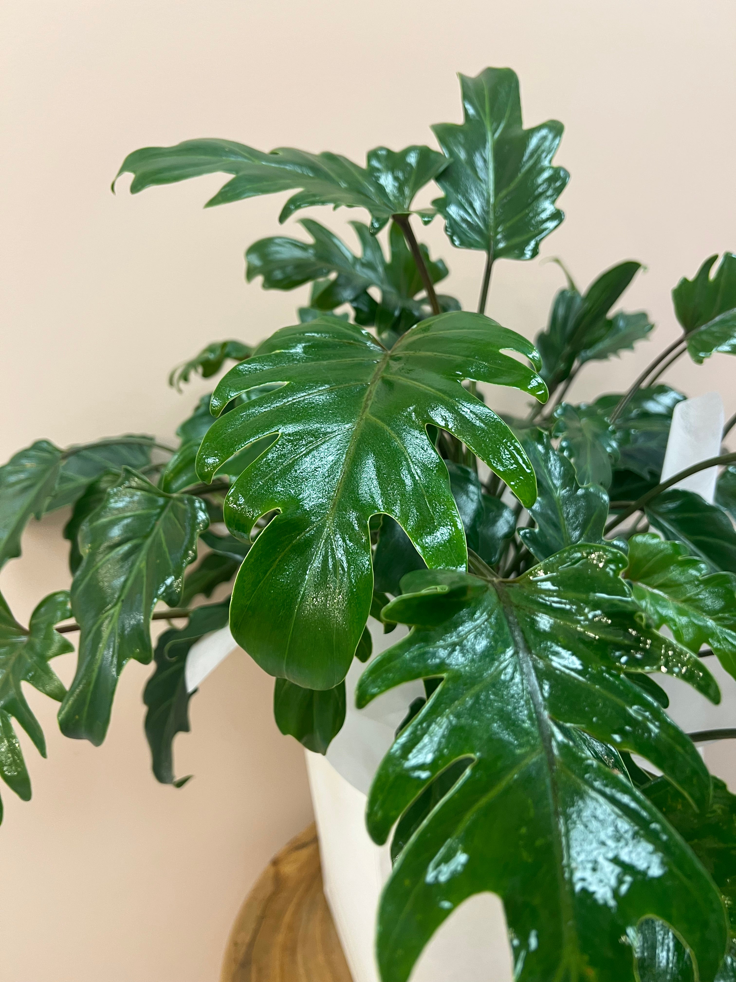 Philodendron Xanadu Indoor Plant in Gift Bag