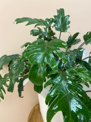 Philodendron Xanadu Indoor Plant in Gift Bag