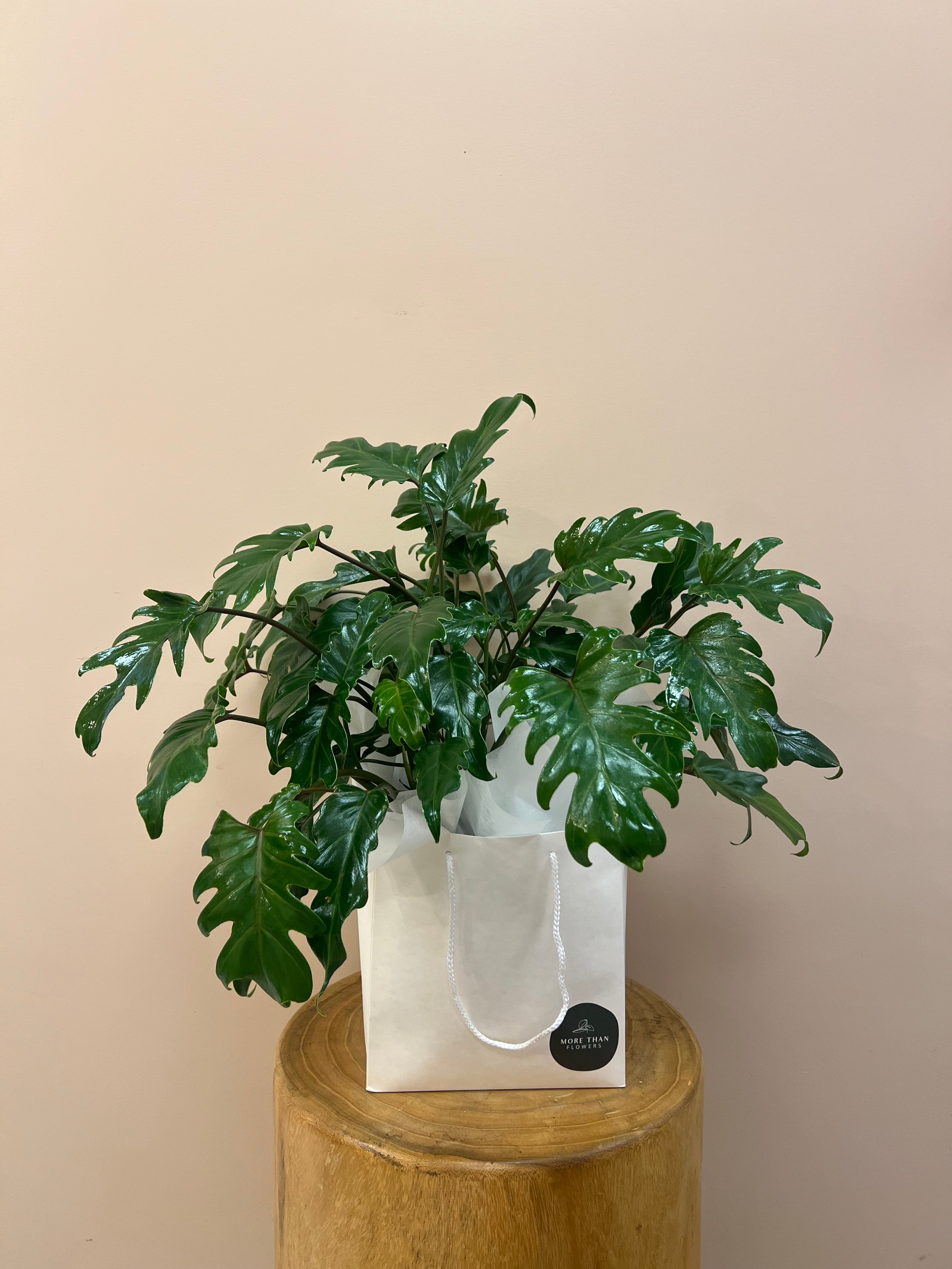 Philodendron Xanadu Indoor Plant in Gift Bag