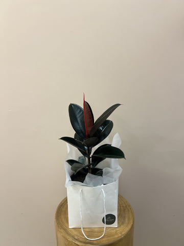 Black Knight Ficus Indoor Plant In Gift Bag