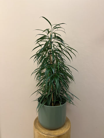 Petali Ficus Indoor Plant In Pot