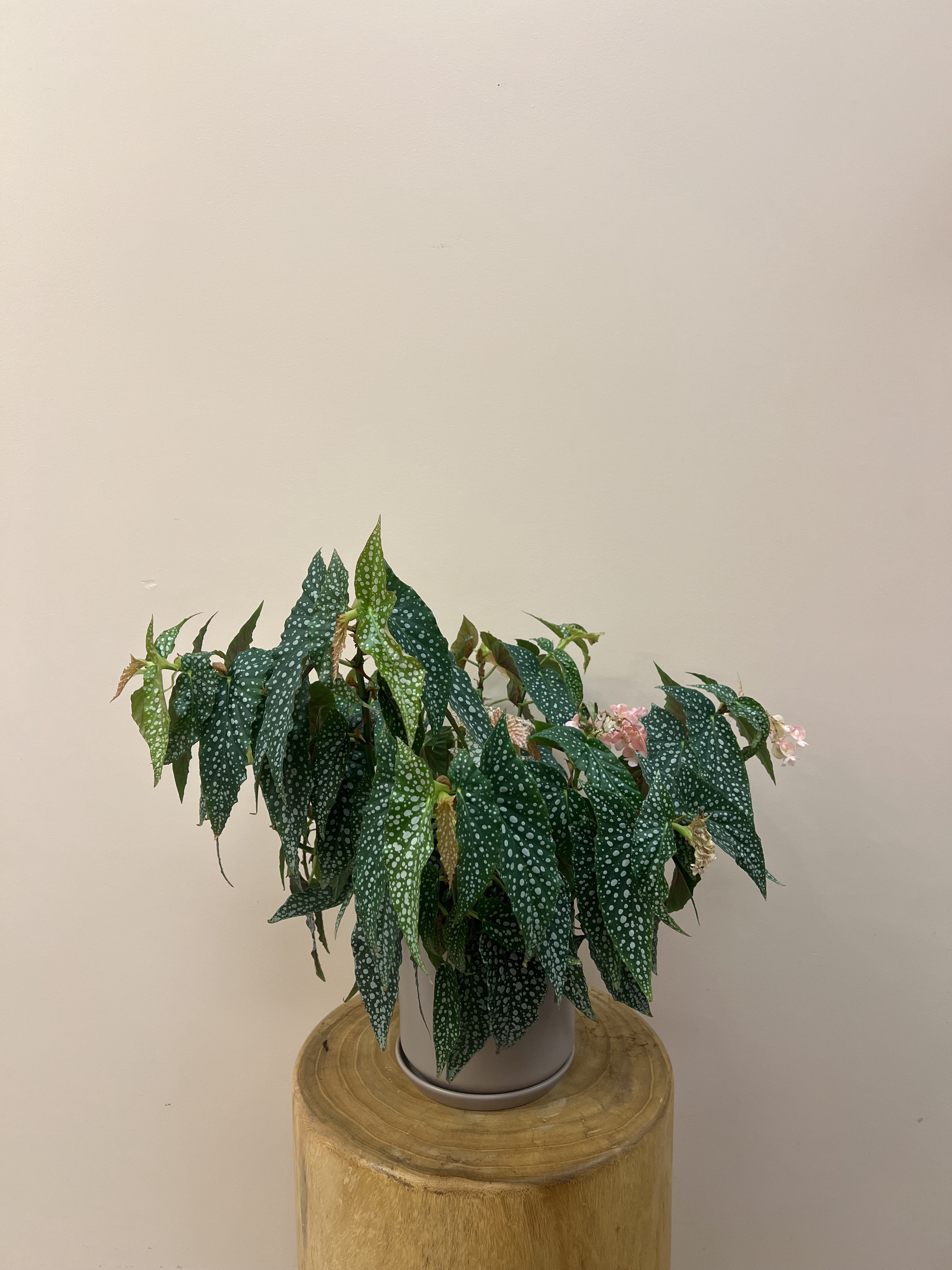 Angel Wing Begonia Indoor Plant In Pot