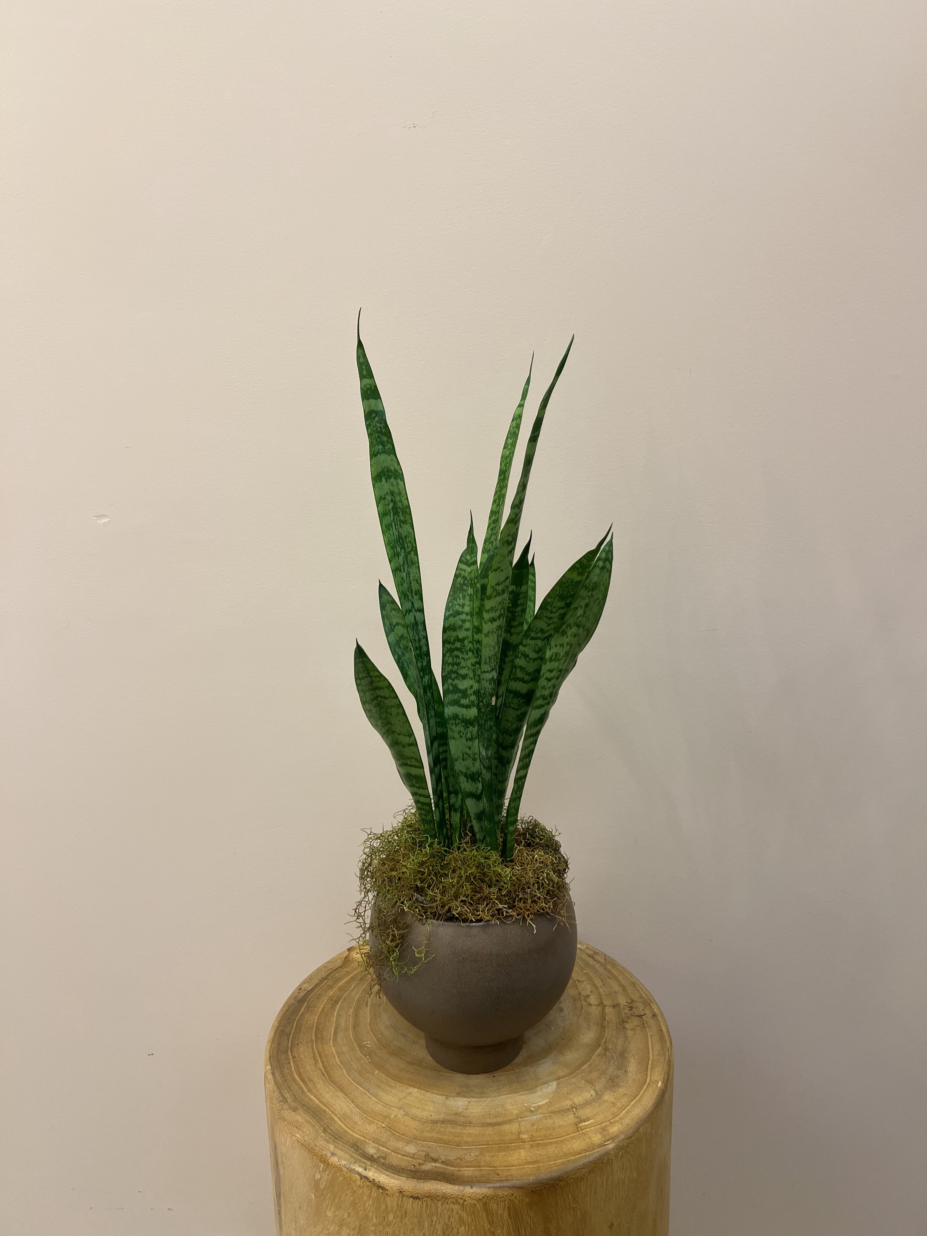 Snake Indoor Plant In Pot