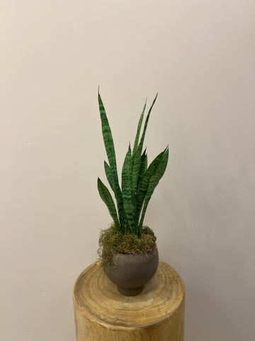 Snake Indoor Plant In Pot