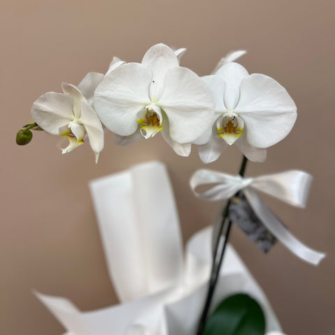 Gift Wrapped Orchid
