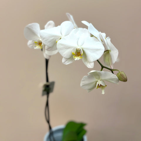 Potted Phalaenopsis