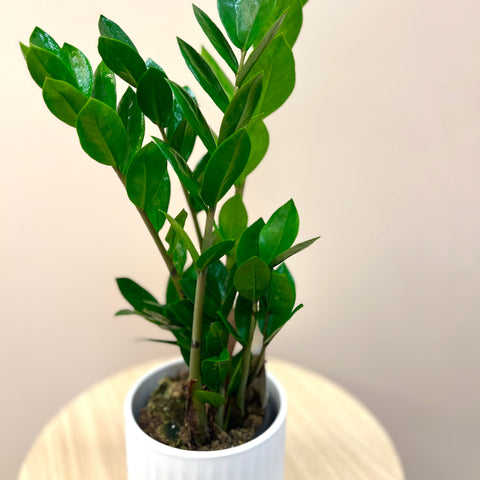 Zamioculcas Plant