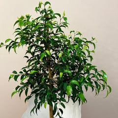Ficus Tree