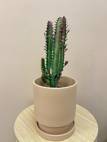 Trigona purpurea in Pot